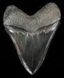 Serrated, Fossil Megalodon Tooth - Black Blade #57188-2